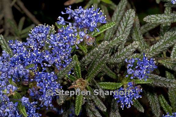 ceanothus papillosus var roweanus 1 graphic